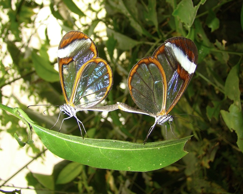 glasswing